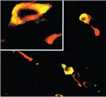 Phospho-EIF2S1 (Ser52) Antibody in Immunohistochemistry (IHC)