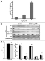 Phospho-Tau (Ser422) Antibody in Western Blot (WB)