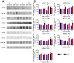 Phospho-Tau (Ser199) Antibody in Western Blot (WB)