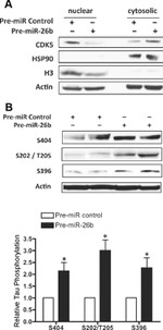 Phospho-Tau (Ser404) Antibody in Western Blot (WB)