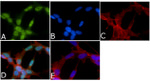 Phospho-Tau (Thr205) Antibody in Immunocytochemistry (ICC/IF)