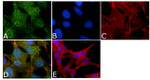 Phospho-Tau (Thr212) Antibody in Immunocytochemistry (ICC/IF)