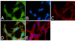 Phospho-Tau (Ser214) Antibody in Immunocytochemistry (ICC/IF)