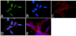 Phospho-Tau (Thr231) Antibody in Immunocytochemistry (ICC/IF)