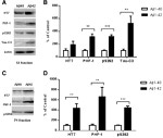 Phospho-Tau (Ser262) Antibody in Western Blot (WB)