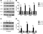 Phospho-Tau (Ser262) Antibody in Western Blot (WB)