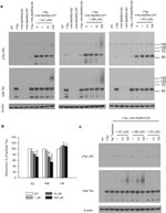 Phospho-Tau (Ser262) Antibody in Western Blot (WB)