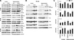 Phospho-Tau (Ser396) Antibody in Western Blot (WB)