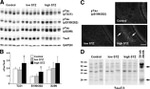 Phospho-Tau (Ser396) Antibody in Western Blot (WB)