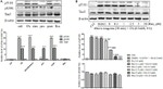 Phospho-Tau (Ser396) Antibody in Western Blot (WB)