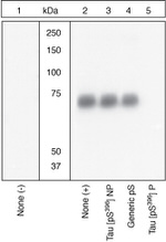 Phospho-Tau (Ser396) Antibody in Western Blot (WB)