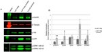 Phospho-EGFR (Tyr845) Antibody in Western Blot (WB)