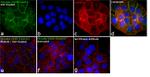 Phospho-EGFR (Tyr845) Antibody in Immunocytochemistry (ICC/IF)