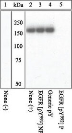 Phospho-EGFR (Tyr992) Antibody in Western Blot (WB)