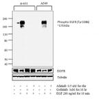 Phospho-EGFR (Tyr1086) Antibody