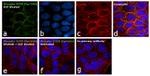 Phospho-EGFR (Tyr1086) Antibody in Immunocytochemistry (ICC/IF)