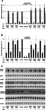 Phospho-EGFR (Tyr1173) Antibody in Western Blot (WB)