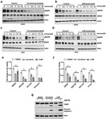 Phospho-EGFR (Tyr1173) Antibody in Western Blot (WB)