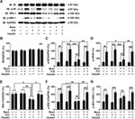 Phospho-IRS1 (Tyr612) Antibody in Western Blot (WB)