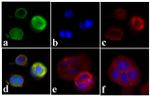 Phospho-INSR (Tyr972) Antibody in Immunocytochemistry (ICC/IF)