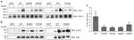 Phospho-IR/IGF1R (Tyr1162, Tyr1163) Antibody in Western Blot (WB)