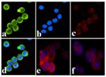 Phospho-INSR (Tyr1334) Antibody in Immunocytochemistry (ICC/IF)