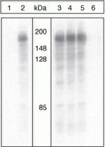 Phospho-IRS1 (Ser312) Antibody in Western Blot (WB)