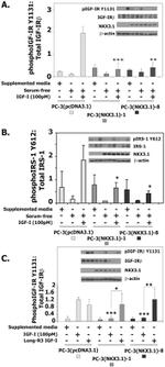 Phospho-IRS1 (Tyr612) Antibody in Western Blot (WB)