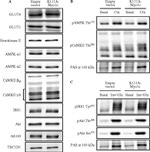 Phospho-IRS1 (Tyr612) Antibody in Western Blot (WB)