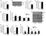 Phospho-IRS1 (Tyr612) Antibody in Western Blot (WB)