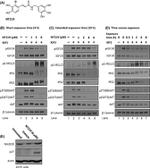 Phospho-IRS1 (Tyr612) Antibody in Western Blot (WB)