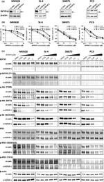 Phospho-IRS1 (Tyr612) Antibody in Western Blot (WB)