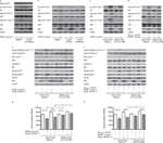 Phospho-IRS1 (Tyr612) Antibody in Western Blot (WB)