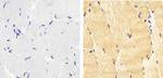 Phospho-IRS1 (Tyr612) Antibody in Immunohistochemistry (Paraffin) (IHC (P))