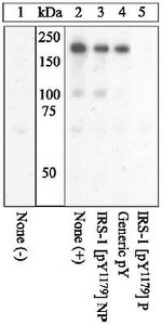 Phospho-IRS1 (Tyr1179) Antibody in Western Blot (WB)