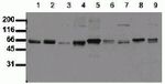 SHC Antibody in Western Blot (WB)