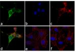 Phospho-Cortactin (Tyr421) Antibody