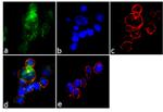 Phospho-CD61 (Tyr773) Antibody in Immunocytochemistry (ICC/IF)