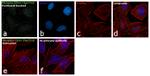 Phospho-CD61 (Tyr773) Antibody