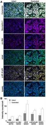 Phospho-c-Met (Tyr1230, Tyr1234, Tyr1235) Antibody in Immunohistochemistry (IHC)