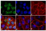 Phospho-p70 S6 Kinase (Thr229) Antibody in Immunocytochemistry (ICC/IF)