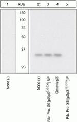 Phospho-S6 (Ser235, Ser236) Antibody in Western Blot (WB)