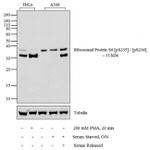 Phospho-S6 (Ser235, Ser236) Antibody