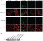 Phospho-PAK1/2/3 (Ser141) Antibody in Immunocytochemistry (ICC/IF)