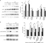 Phospho-PAK1/2/3 (Ser141) Antibody in Western Blot (WB)