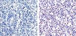 Phospho-GATA4 (Ser105) Antibody in Immunohistochemistry (Paraffin) (IHC (P))