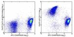 CD5 Antibody in Flow Cytometry (Flow)