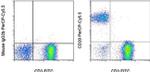 CD20 Antibody in Flow Cytometry (Flow)