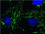 Cyclophilin F Antibody in Immunocytochemistry (ICC/IF)