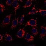 Cyclophilin F Antibody in Immunocytochemistry (ICC/IF)